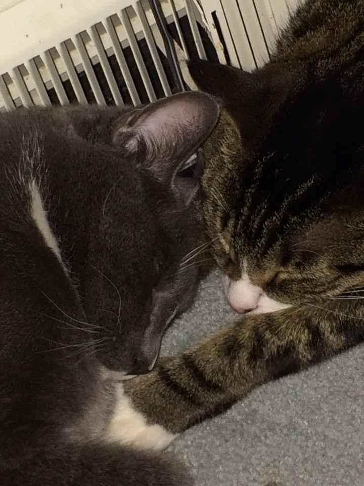 NWR: Furry Friday? Yeah, just made that up as an excuse to post my kitty...