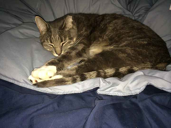 NWR: Furry Friday? Yeah, just made that up as an excuse to post my kitty...