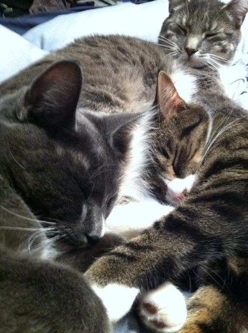 NWR: Lets See Your Fur Babies!