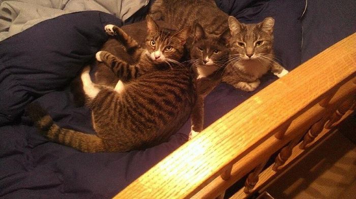 NWR: Lets See Your Fur Babies!