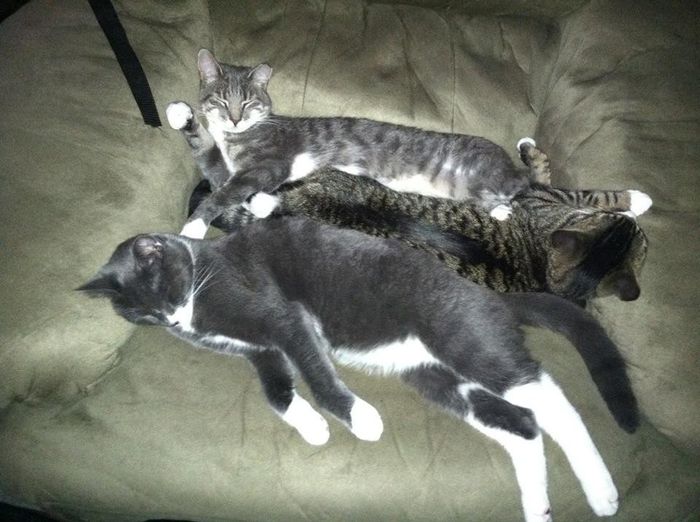 Since we are getting to know each other and everyone LOVES their fur babies!