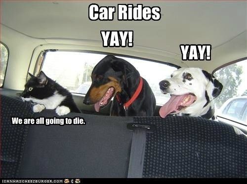 Time to Post Funny Cat Pics!