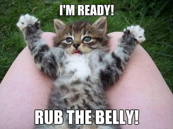 Time to Post Funny Cat Pics!