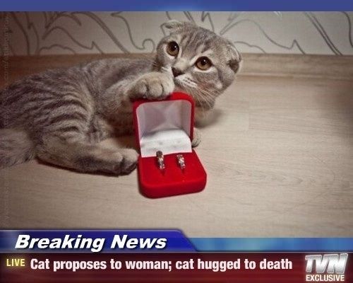 What happened to all the cats?