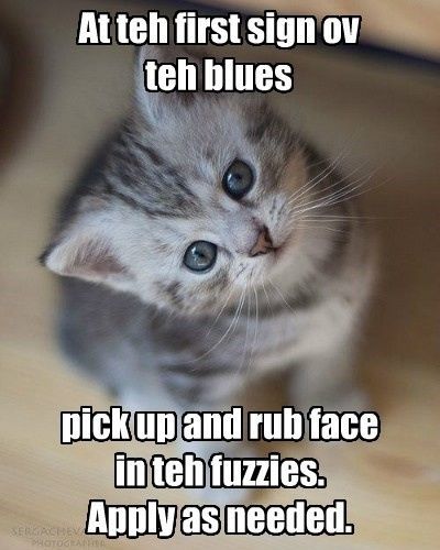 What happened to all the cats?