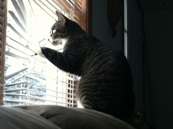 Bored - Cat pic time :)
