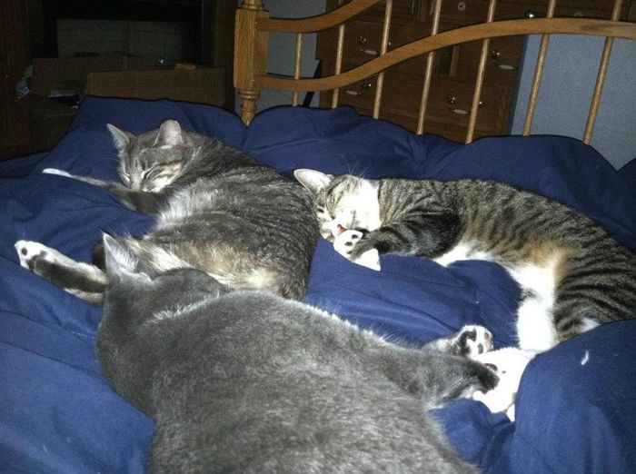 NWR- who has adopted their animals??