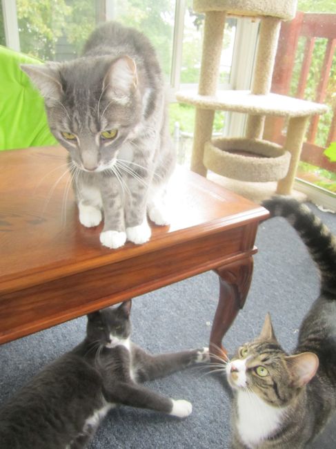 NWR- who has adopted their animals??