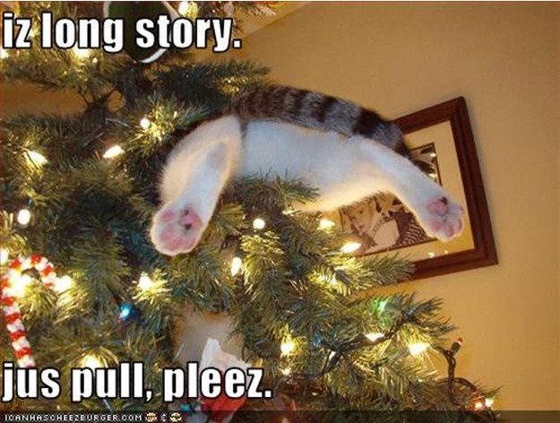 NWR: Holiday Cat Time :)
