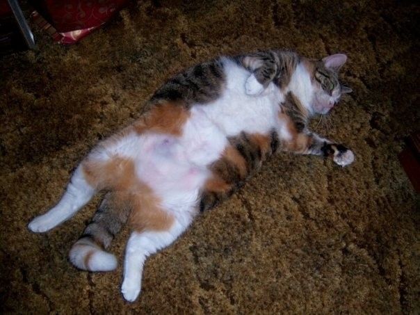 NWR: Diabetic cat