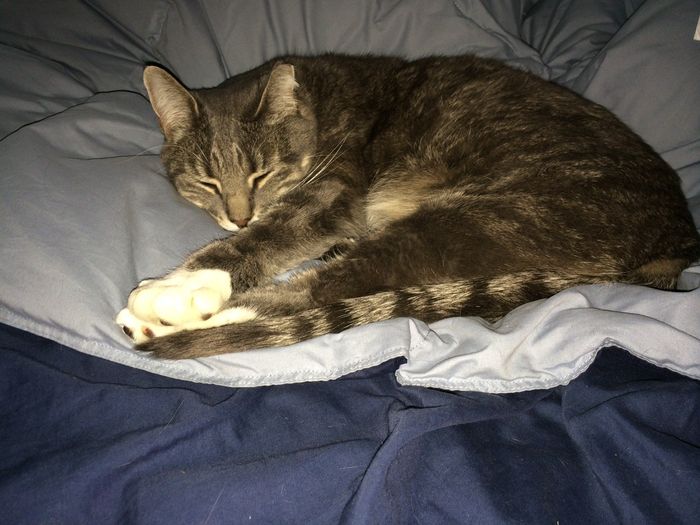 NWR: Furry Friday? Yeah, just made that up as an excuse to post my kitty...