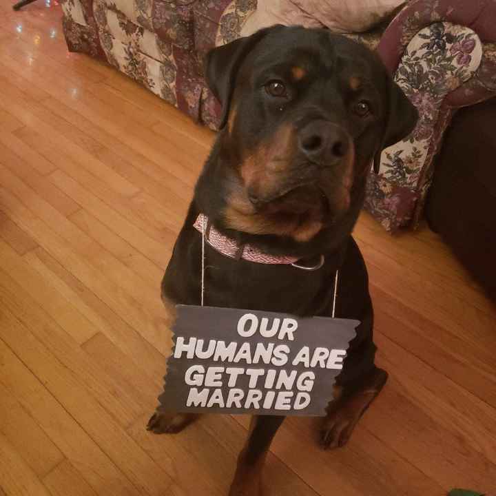 Engagement Photos - 1