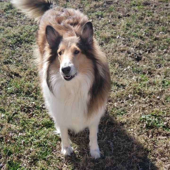 Engagement Photos - 2