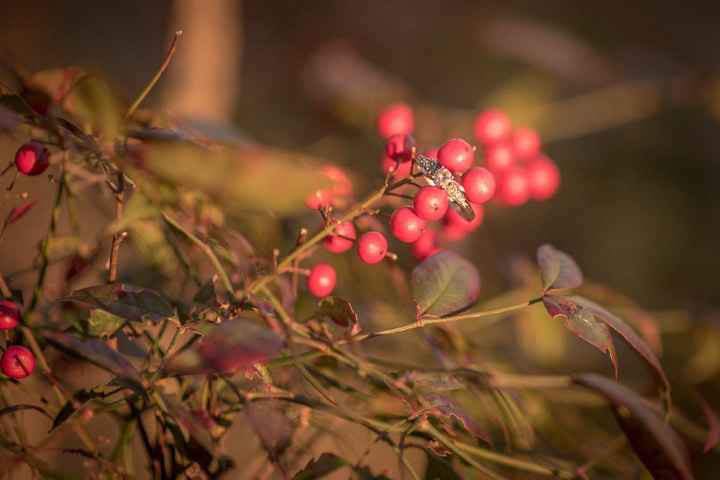 Got more engagement photos back! - 5