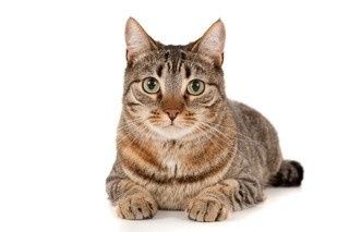 NWR: Fur baby thread!