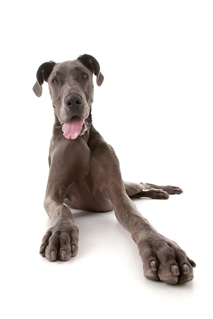 NWR: Fur baby thread!