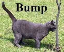 GENERIC AVATARS PLEASE READ - NEWBIE OR NOT