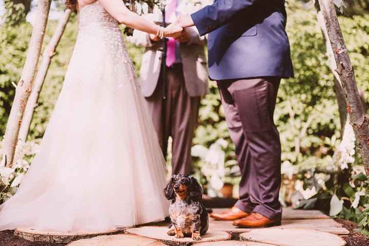 Animals at Ceremony?