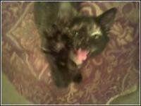Just for fun, lets see your crazy pet child....