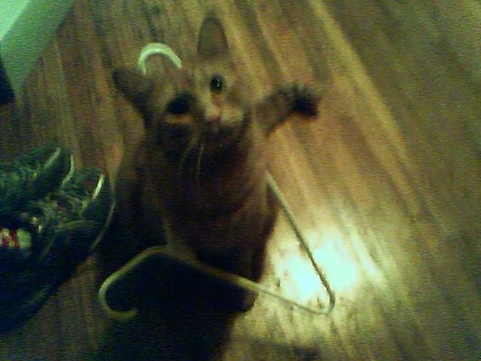 Just for fun, lets see your crazy pet child....