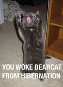 What happened to all the cats?