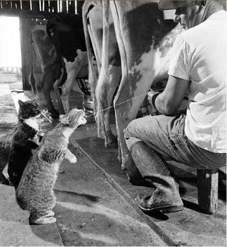 What happened to all the cats?