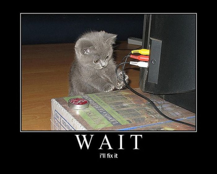 What happened to all the cats?