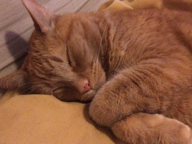 LivelyBride-ZILLA: Transformation Complete