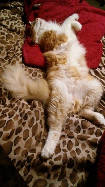 Furbaby pick me up