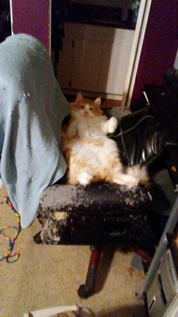 Furbaby pick me up
