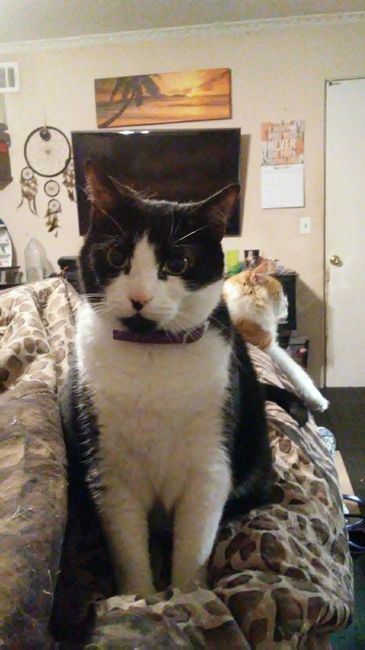Furbaby pick me up