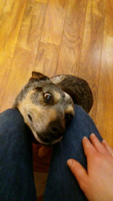 Nwr- show me your fur babies