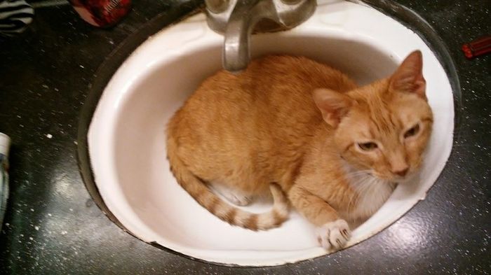 Nwr- show me your fur babies