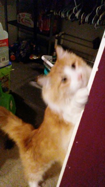 NWR: Show me your fur babies