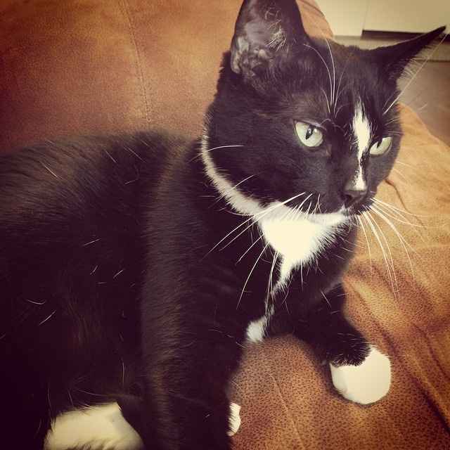 your fur babies baby pics- share'em if you got'em