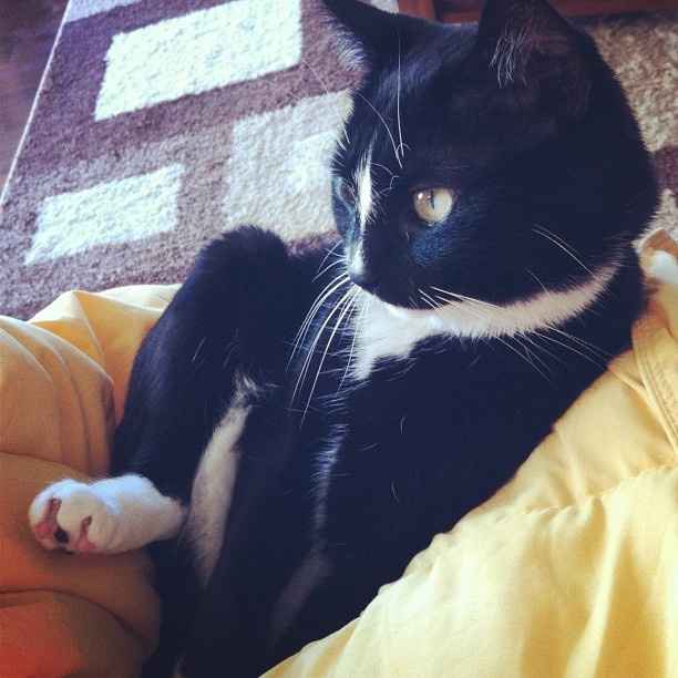 your fur babies baby pics- share'em if you got'em