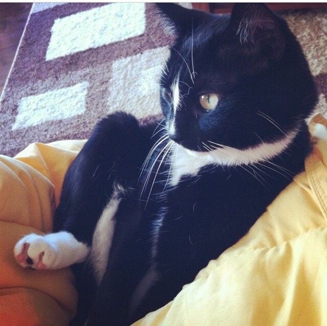 NWR:  It's Feline Friday...