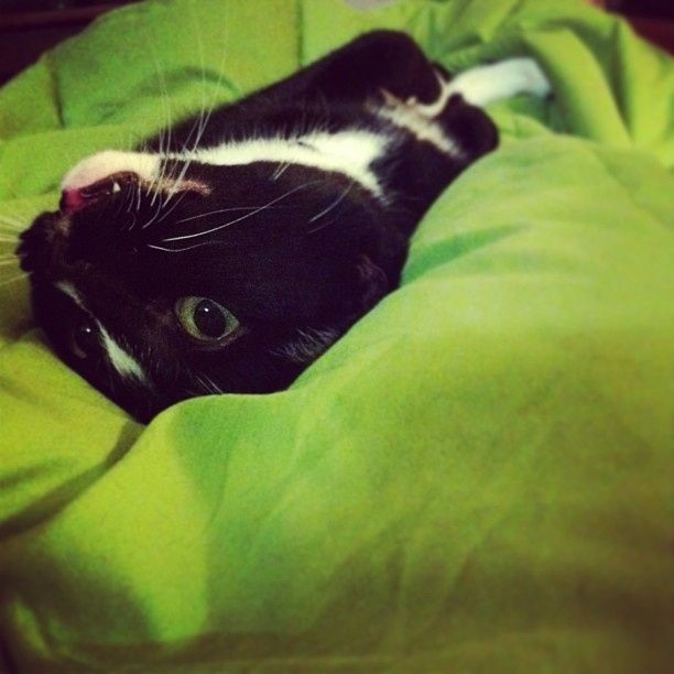 your fur babies baby pics- share'em if you got'em