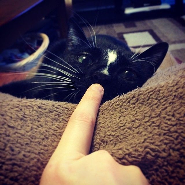 NWR: Happy Furry Fursday, let's see them fur babies!