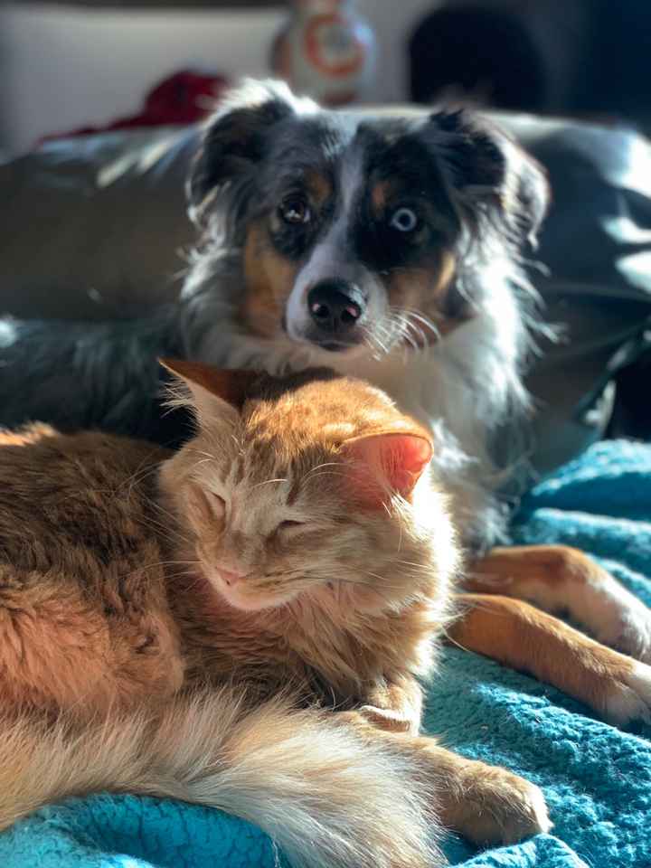 Let’s See Your Fur Babies! - 1