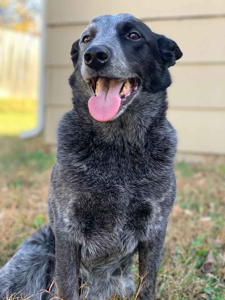 Let’s See Your Fur Babies! - 3