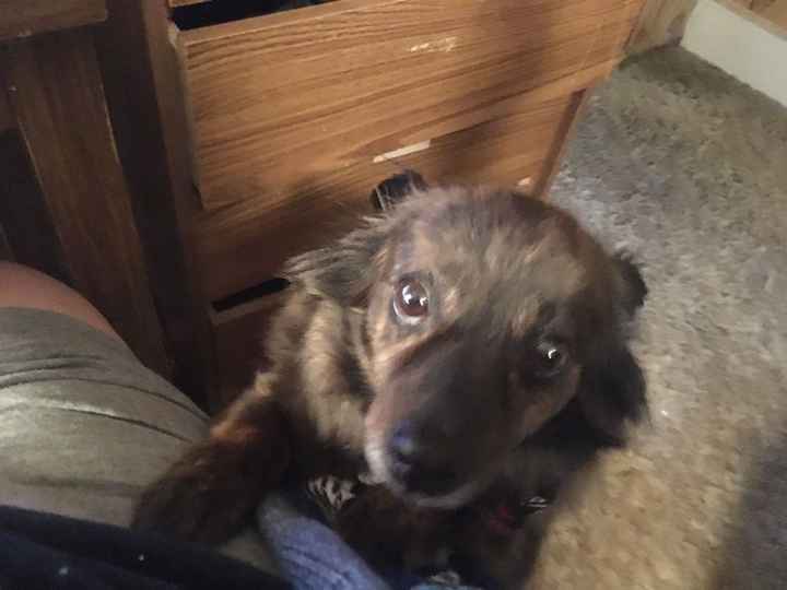 Let me see those fur babies!