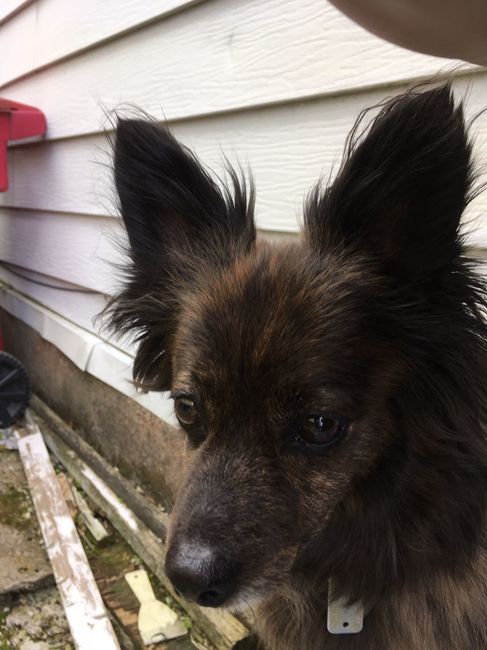 NWR: Puppies and fur babies!