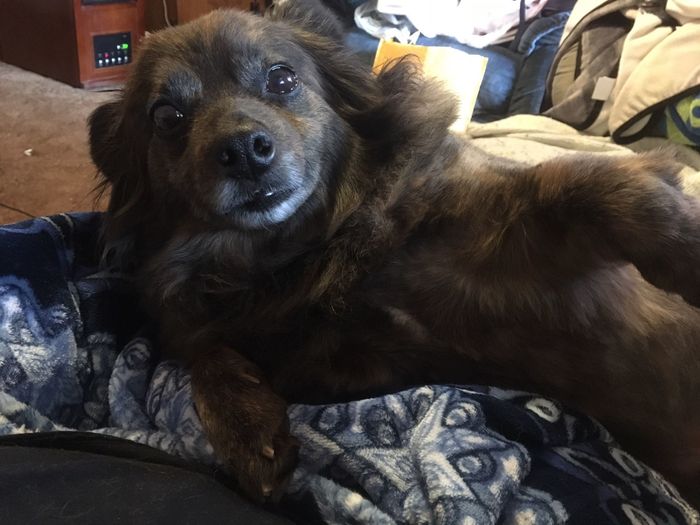 Show me your fur babies!