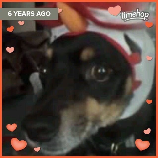 Furbaby pick me up