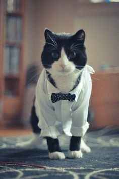 Spinoff - Cat wedding!