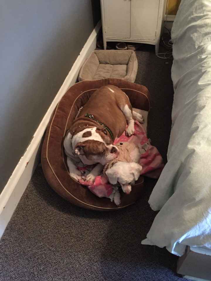 Brag Post - Pet Edition!