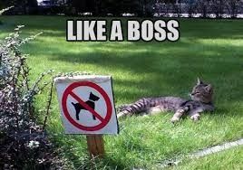 NWR:  cat meme time!