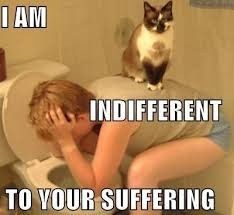 NWR:  cat meme time!