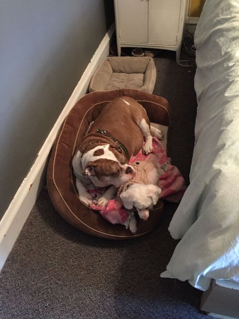 Brag Post - Pet Edition!